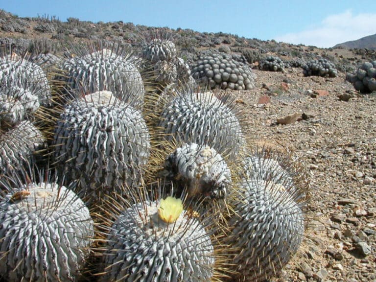 copiapoa